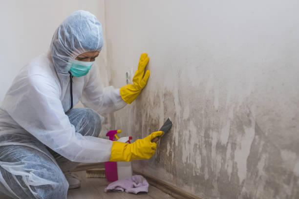 Best Water Damage & Mold Remediation  in Olive Hill, KY