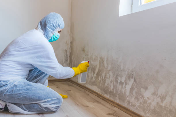 Best Mold Removal for HVAC Installations  in Olive Hill, KY