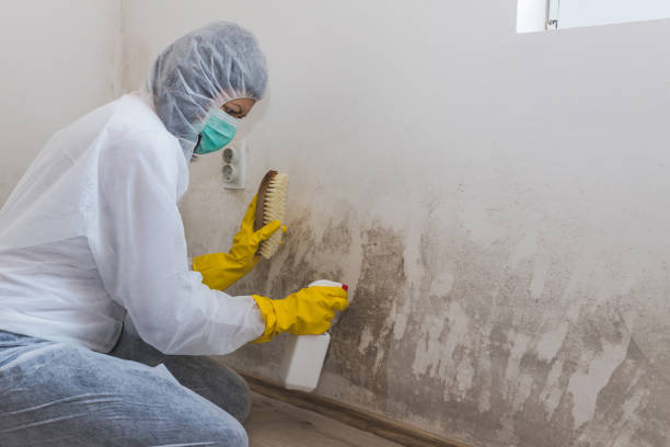 Best Residential Mold Inspection & Testing  in Olive Hill, KY