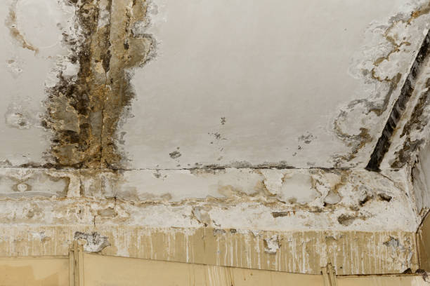 Best Emergency Mold Remediation  in Olive Hill, KY
