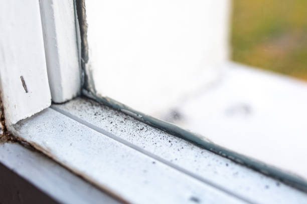 Best Mold Prevention Services  in Olive Hill, KY